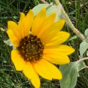 Meet your Posher, Kyndin